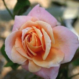 Роза Скугёрл (плетистая)