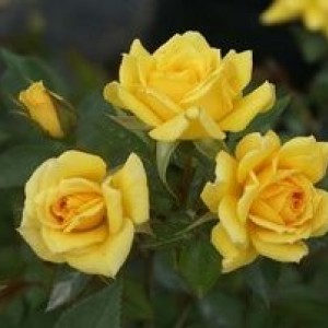 Роза Yellow Eveline (Йеллоу Эвелин) (спрей)