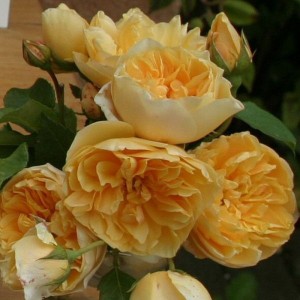 Роза Золотое руно (плетистая)