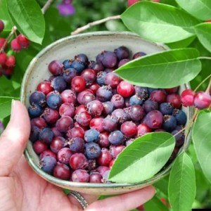 Ирга Бриллиант