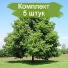 Саженцы Липы Мелколистной -  5 шт.