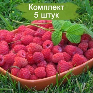Комплект 5шт / Малина Киржач (Красная)