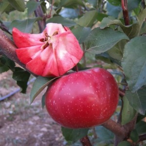 Яблоня красномякотная Байя Мариса (Baya Marisa)
