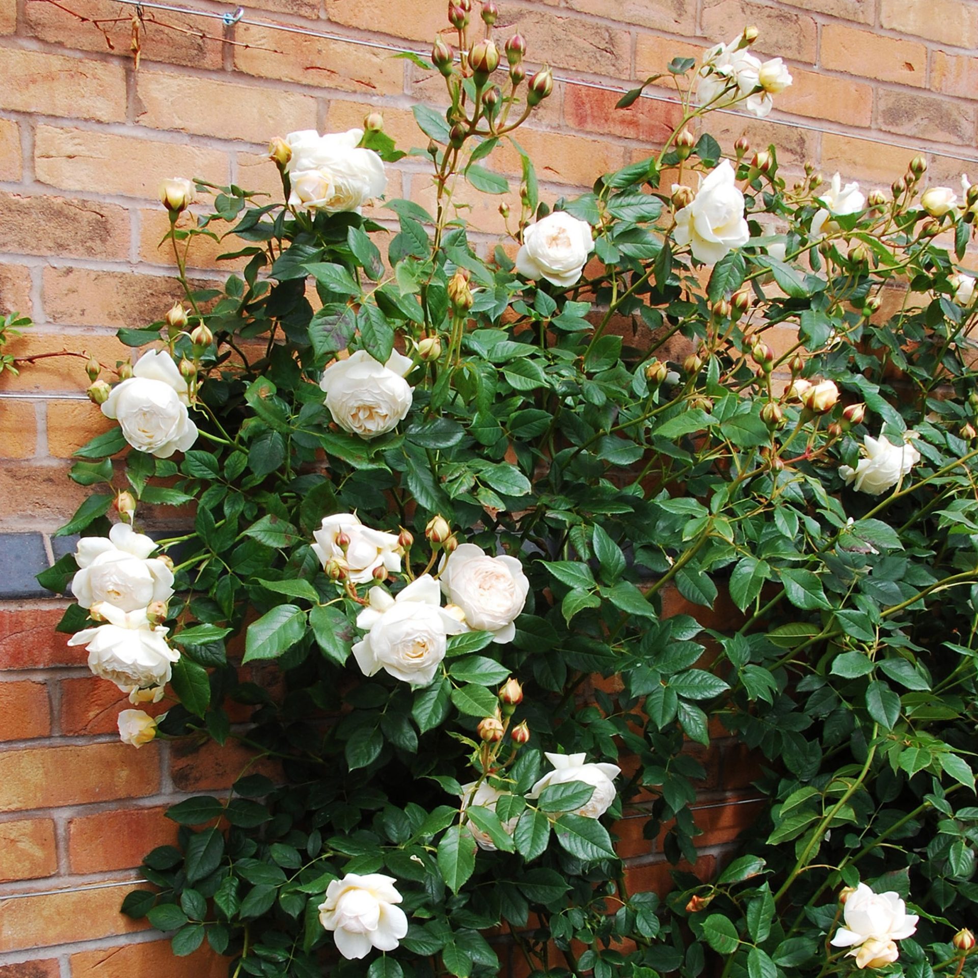 Белая парковая роза фото и описание
