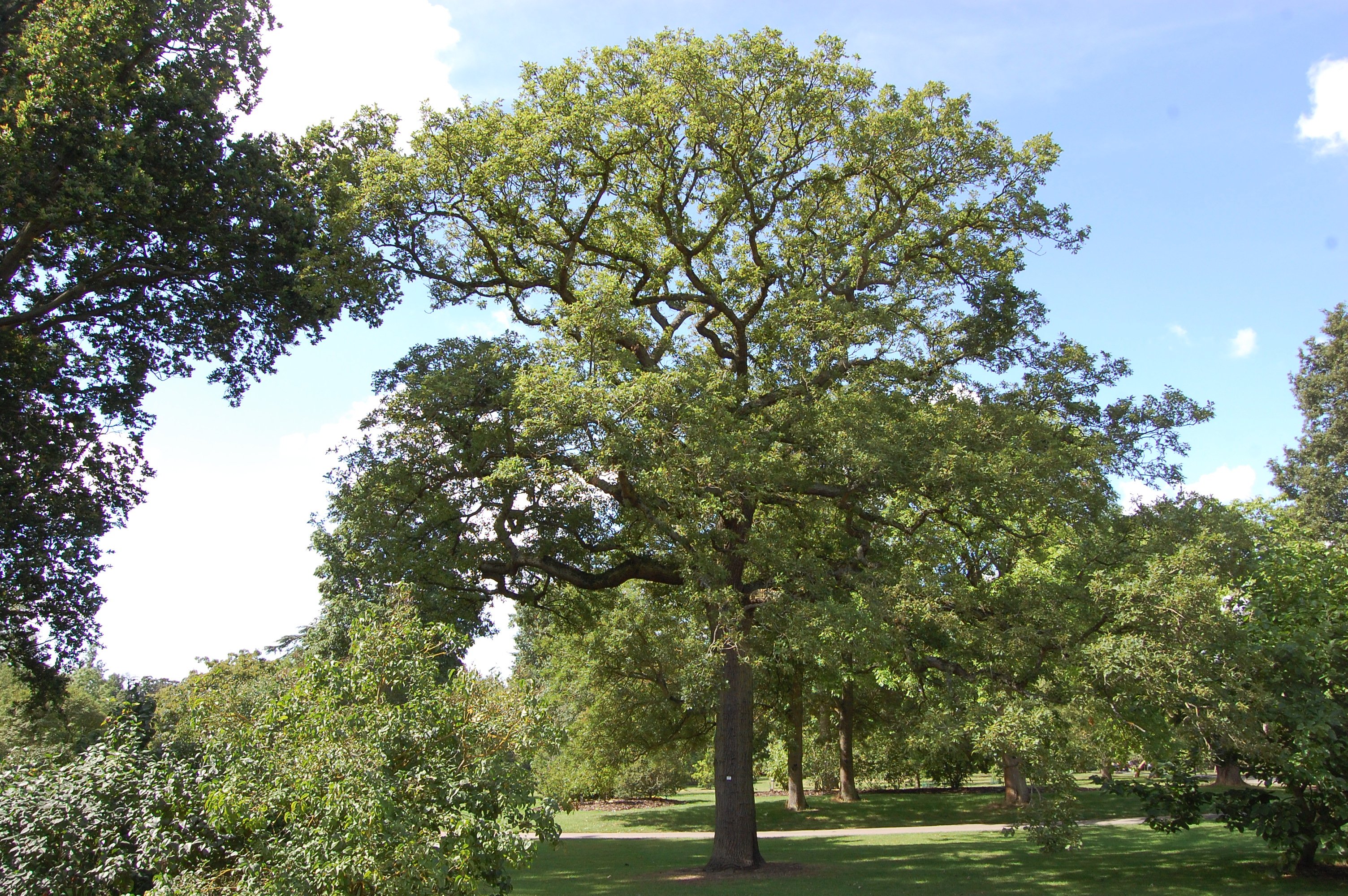 Дуб черешчатый. Дуб черешчатый (Quercus Robur). Дуб черешчатый(Quercus Robur) ареал. Дуб черешчатый (Quercus Robur l.). Дуб черешчатый Пендула.